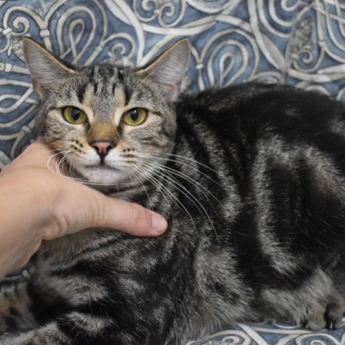Lexi - Domestic Short Hair (DSH) Cat