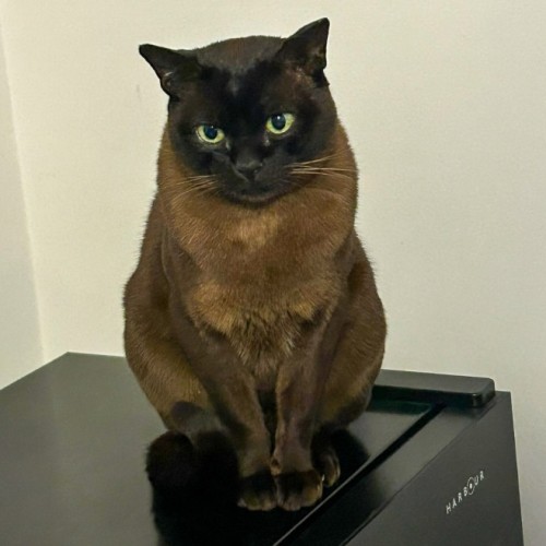 Louis - Burmese Cat