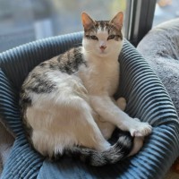 Photo of Meowcolm ** 2nd Chance Cat Rescue **
