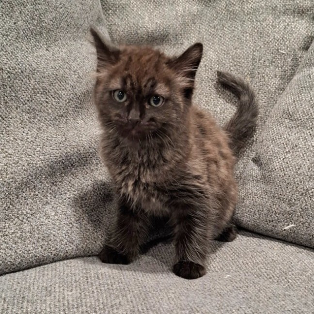 Photo of Moose