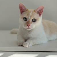 Photo of Flame 