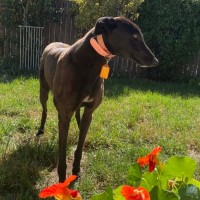 Photo of Jojo, The Greyhound 