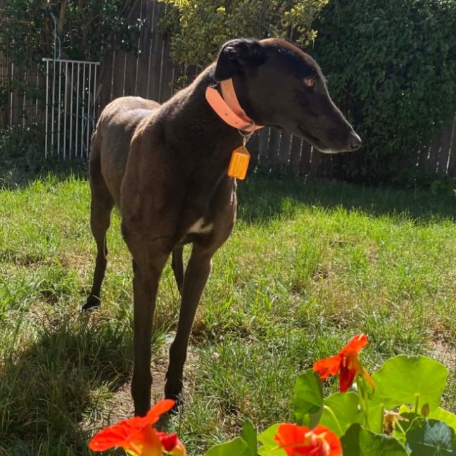 Photo of Jojo, The Greyhound 