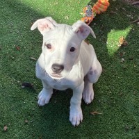 Photo of Snoopy
