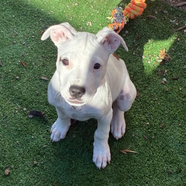 Photo of Snoopy