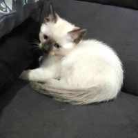 Photo of Millie