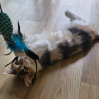 Photo of Willow