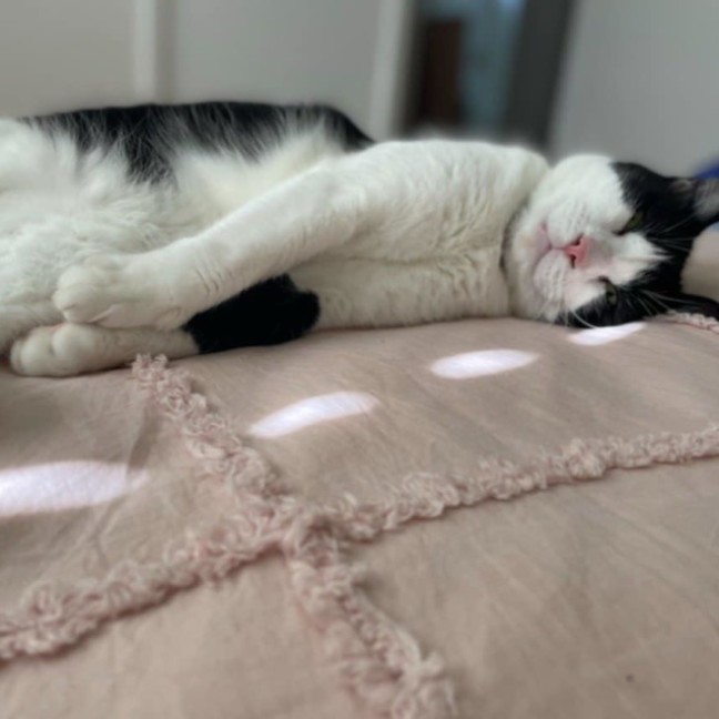 Photo of Keto 🐈‍⬛ 