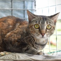 Photo of Sahara