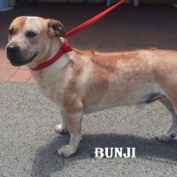 Photo of Bunji