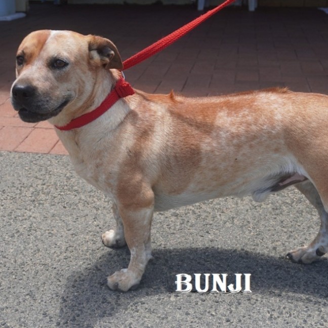 Photo of Bunji
