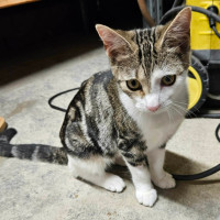 Photo of Judah ** 2nd Chance Cat Rescue **