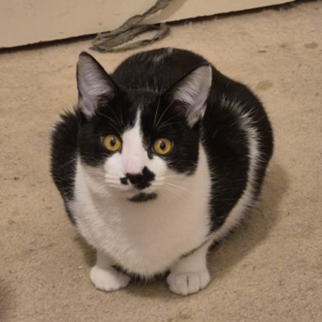 Photo of April**2nd Chance Cat Rescue**