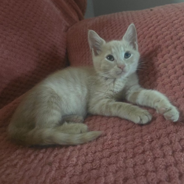 Photo of Boccocini