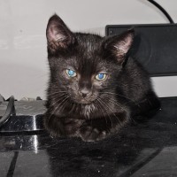 Photo of Percy **2nd Chance Cat Rescue**