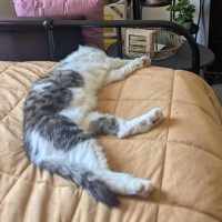 Photo of Mr Cat (A.K.A.Mr Mystery Cat)