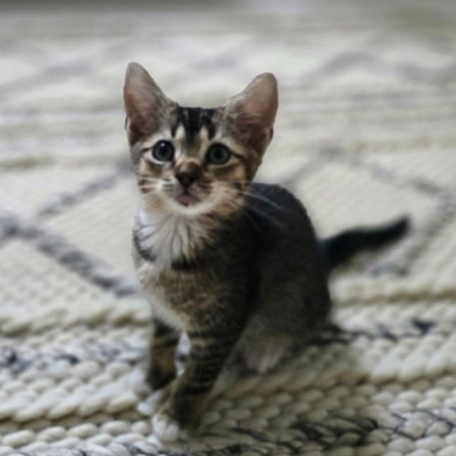 Photo of 💜 Maple 💜