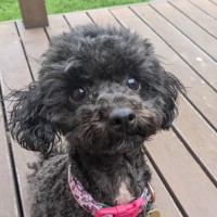 Photo of Cutie Patootie