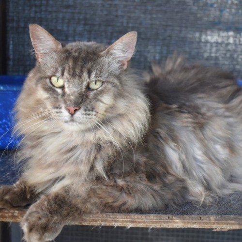 Talouse  - Domestic Long Hair (DLH) Cat