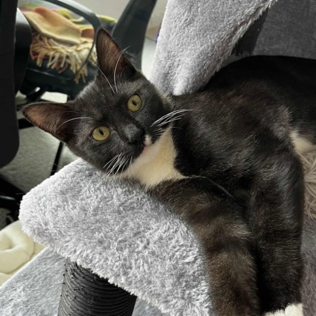 Photo of Max   In Foster Care In Reservoir