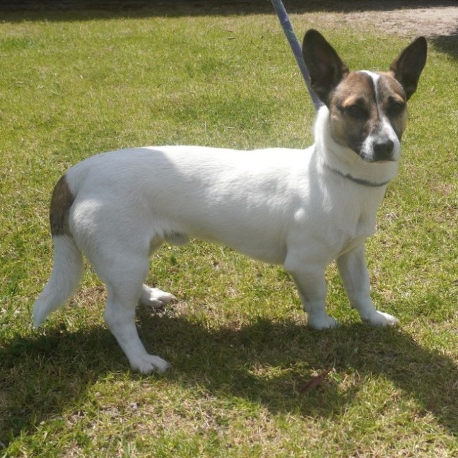 Photo of Huxley
