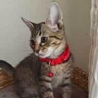 Photo of Paprika