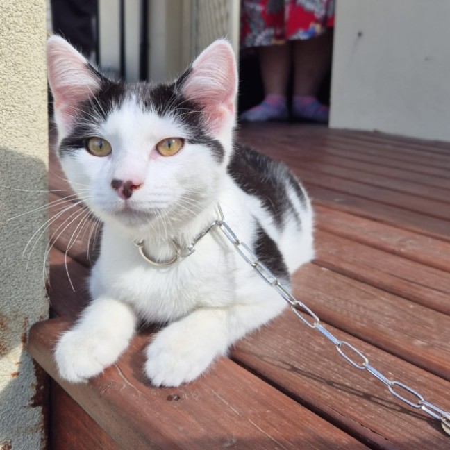 Photo of Sam Sam *9 Lives Project Rescue*