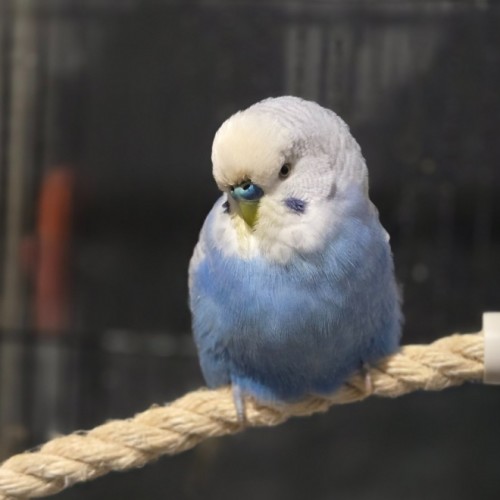 Cloudy -  Bird