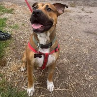 Photo of Barney