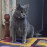 Photo of Nebel**2nd Chance Cat Rescue**