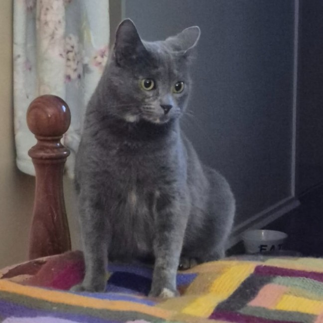 Photo of Nebel**2nd Chance Cat Rescue**