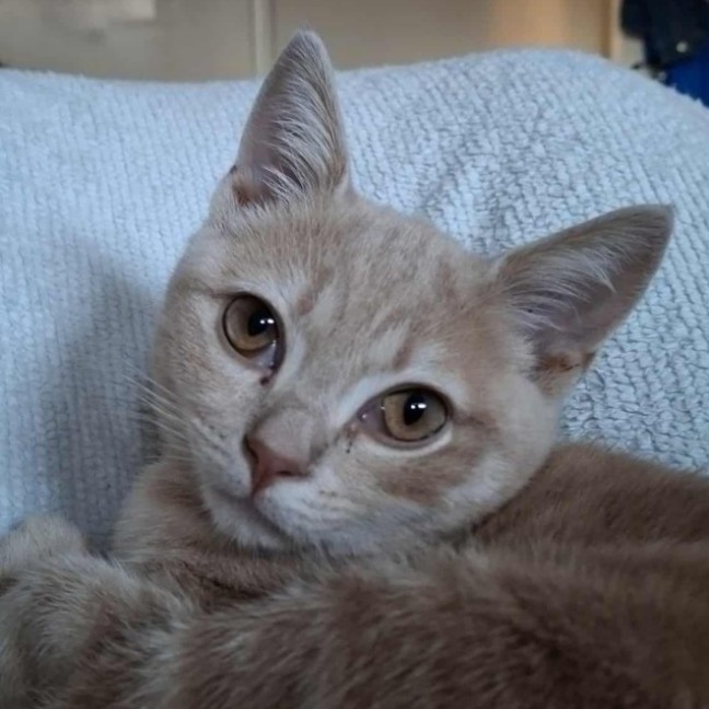 Photo of Rocket