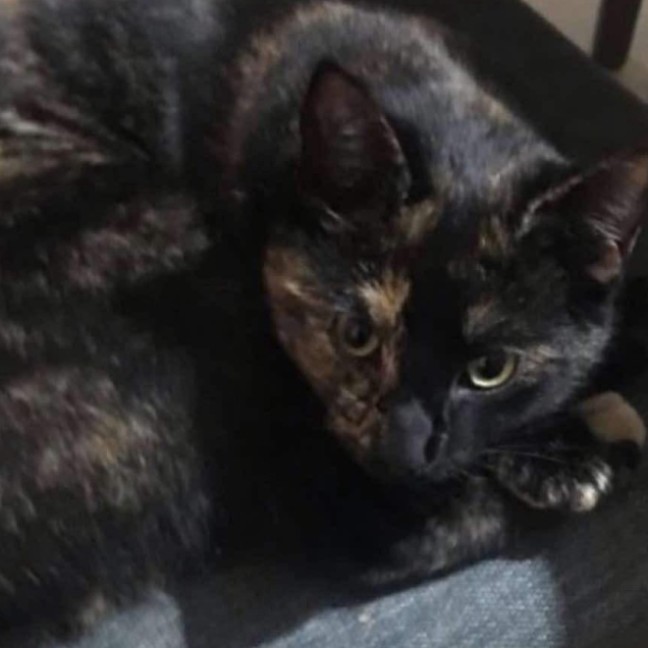 Photo of Heidi Meet Me At Petstock Chelsea Store