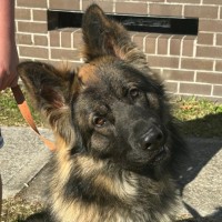 Photo of Tyson