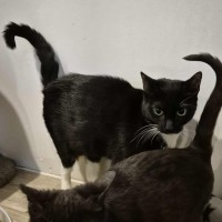 Photo of Martina Hingis **2nd Chance Cat Rescue**