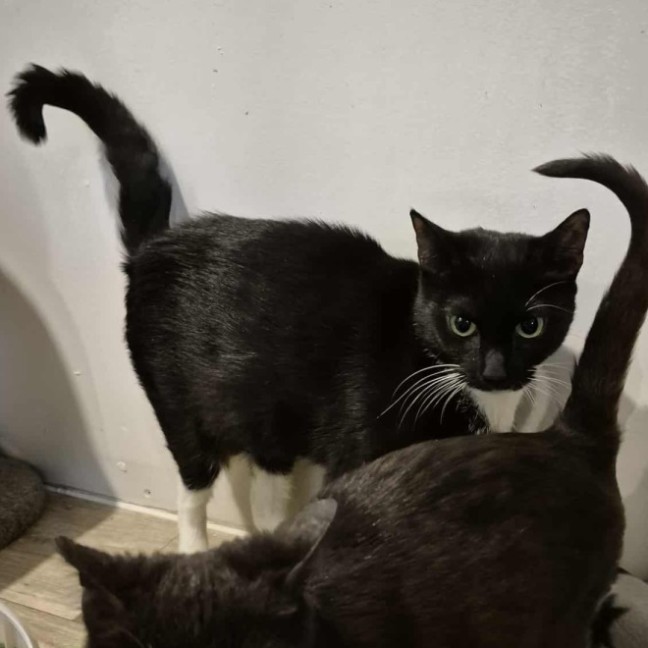 Photo of Martina Hingis **2nd Chance Cat Rescue**