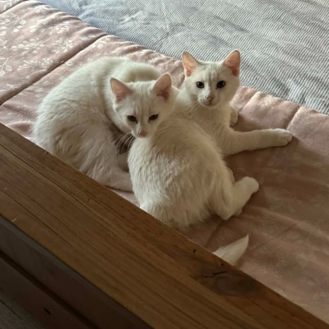 Photo of Rumi & Finn