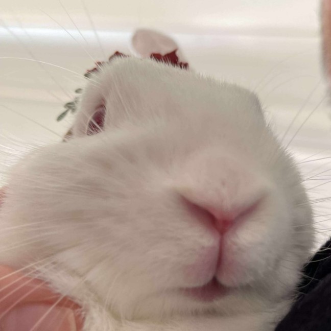 Photo of Bonnie