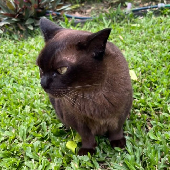 Photo of Willow