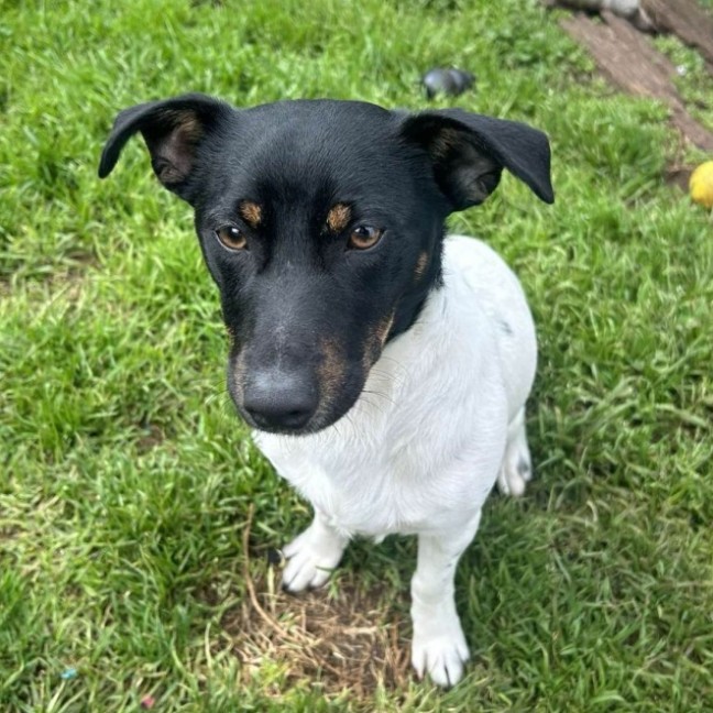 Photo of Rocko