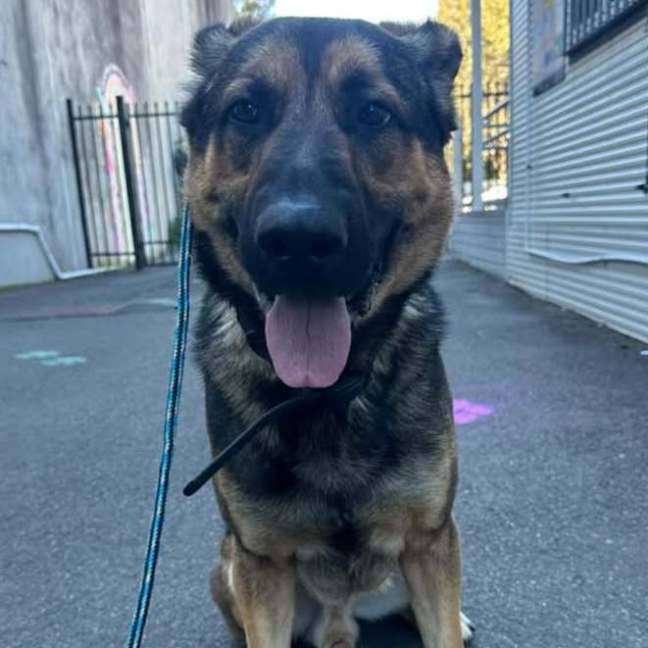 Photo of Bullet 