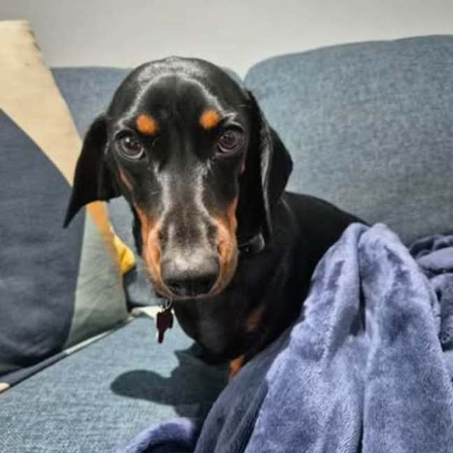 Photo of Badger