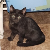 Photo of Percy **2nd Chance Cat Rescue**