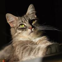 Photo of Mew