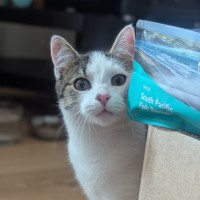 Photo of Romeo