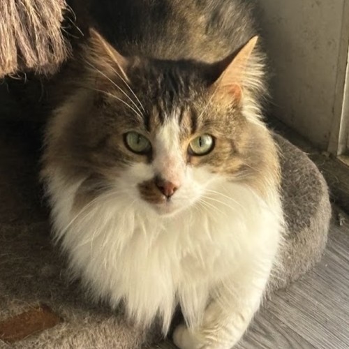 Mr. Snub - Domestic Medium Hair (DMH) Cat