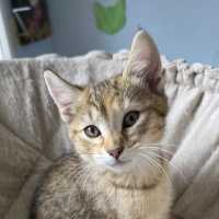 Photo of Amber ^^Dandy Cat Rescue^^