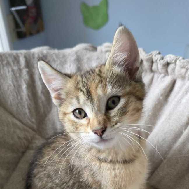 Photo of Amber ^^Dandy Cat Rescue^^