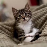 Photo of Gandalf And Florence