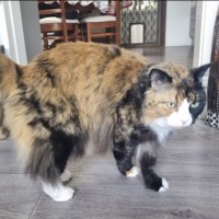 Photo of Puss & Boots.     Assisted Rehome